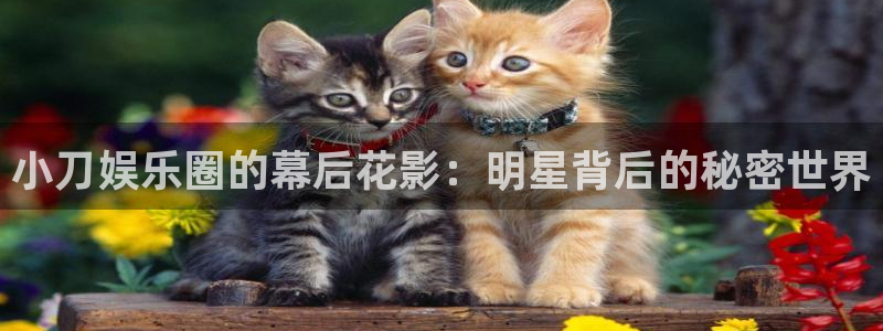 庄闲和游戏官网：小刀娱乐圈的幕后花影：明星背后的秘密世界